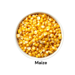 Maize