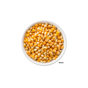 Maize