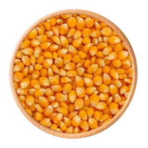 Maize